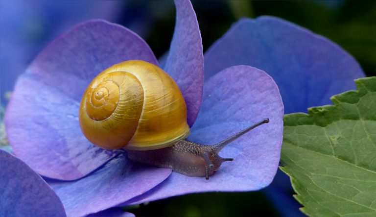 Snail on a purple leaf