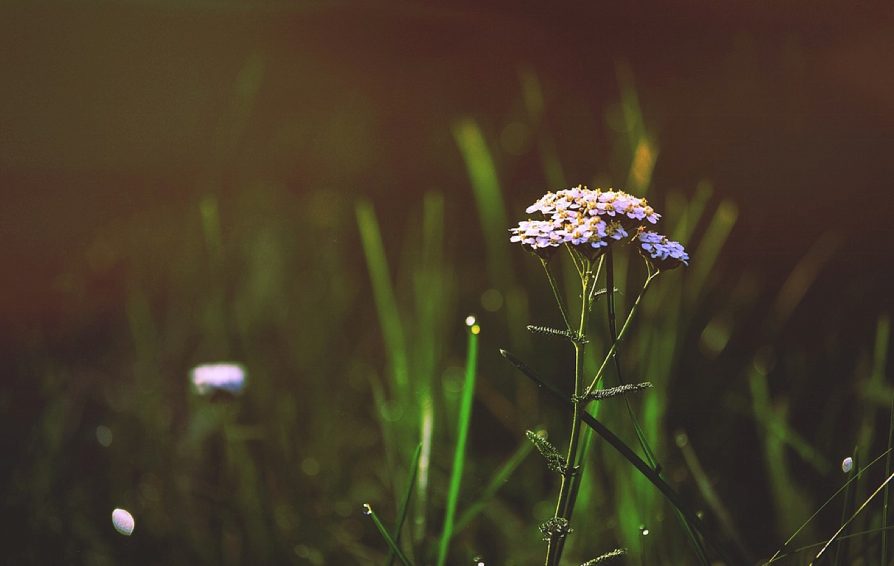 Close up of a purple wildflower.
