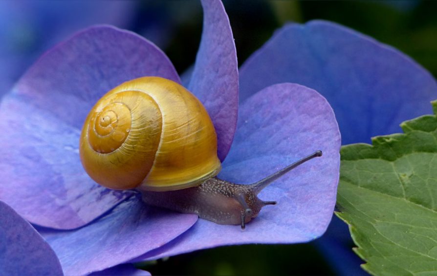 Snail on a purple leaf