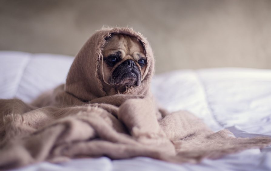 pug dog looking sad
