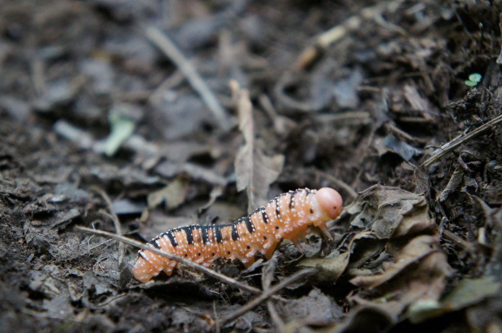 Caterpillar crawls across leaves and dirt.