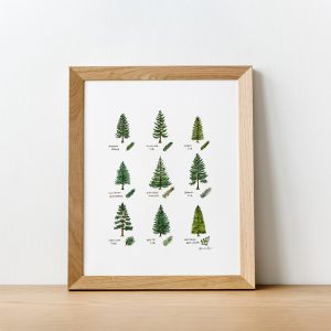 Click to vie Forest Culture Design